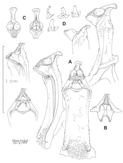 New Reports Of Galeandra Orchidaceae From Mexico