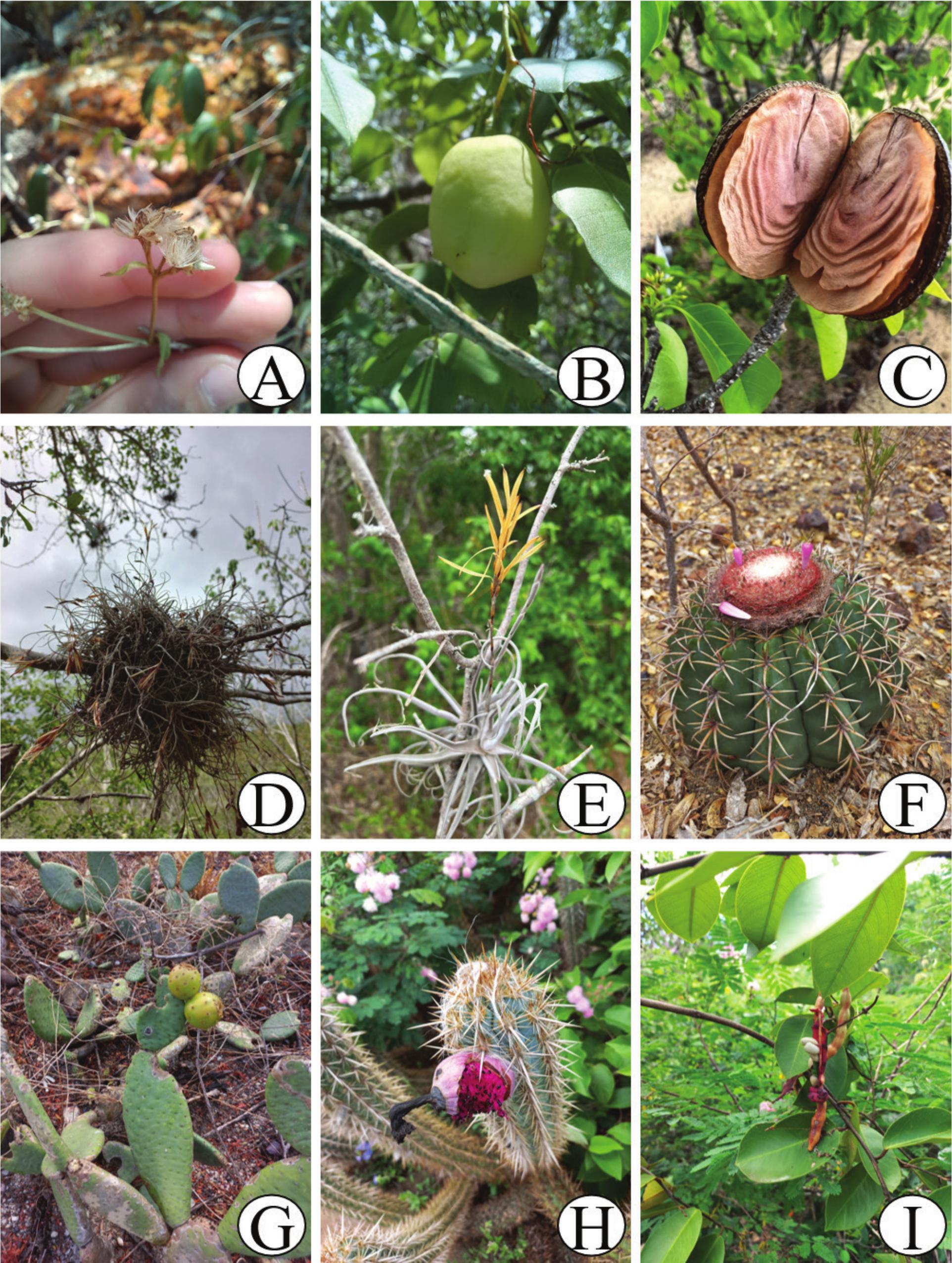 Dispersal Syndromes in a Conservation Area in a Brazilian Semiarid Region