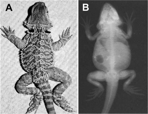 Outbreak strain of Salmonella traced to pet bearded dragons; 25 states  involved