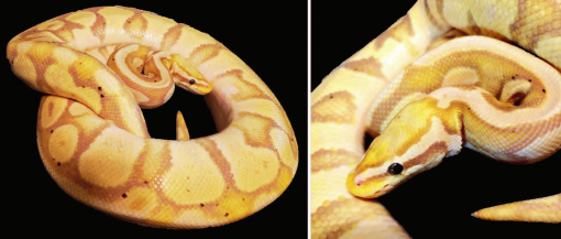 A Survey of Husbandry and Breeding Techniques in the Ball Python