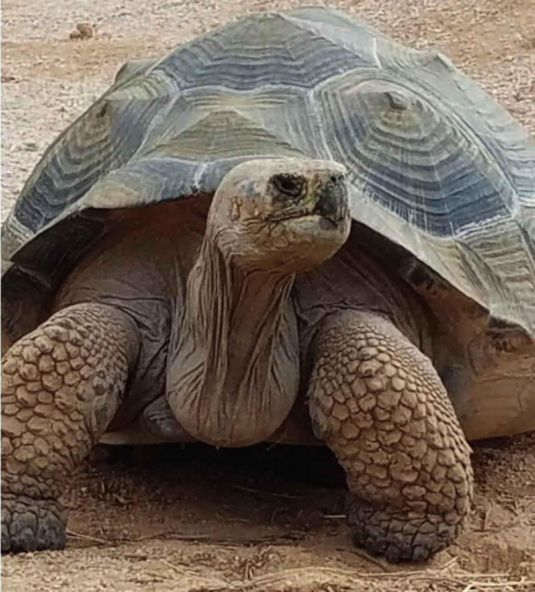 Edema in Giant Tortoises