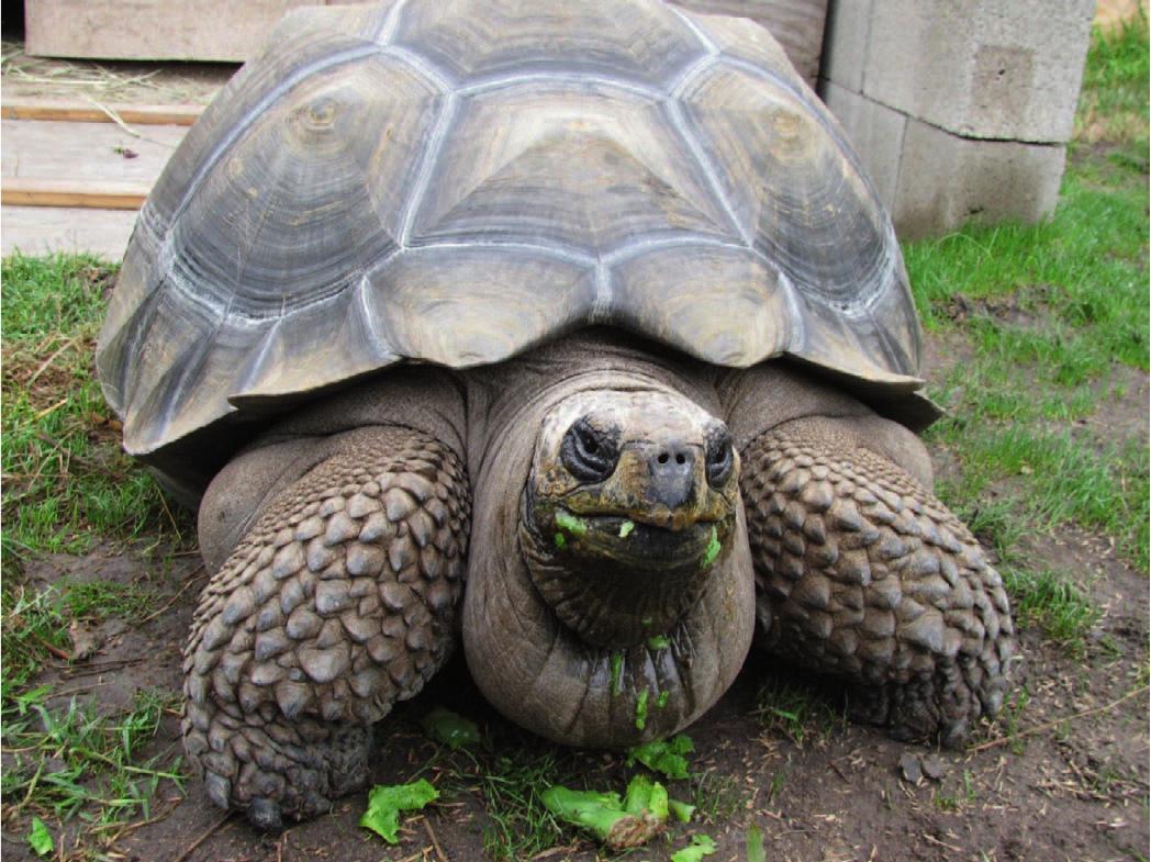 Edema in Giant Tortoises