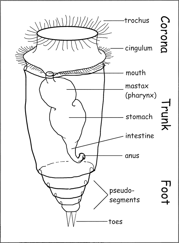 rotifer diagram trunk