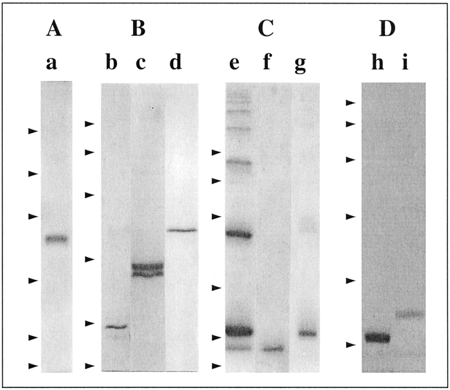 Diverse Lectin Repertoires In Tunicates Mediate Broad Recognition And Effector Innate Immune Responses1