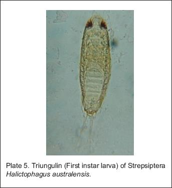 Strepsiptera Life Cycle