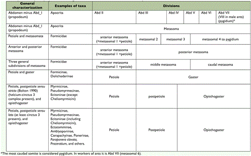 A Descriptive Morphology of the Ant Genus Procryptocerus (Hymenoptera ...