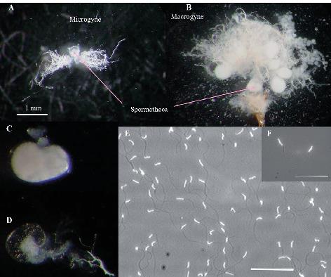 Microgynous Queens In The Paleartic Ant Manica Rubida Dispersal Morphs Or Social Parasites