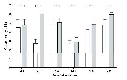 Sounds Behaviour And Auditory Receptors Of The Armoured Ground Cricket Acanthoplus Longipes