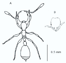 Occurrence of Different Gynandromorphs and Ergatandromorphs in ...