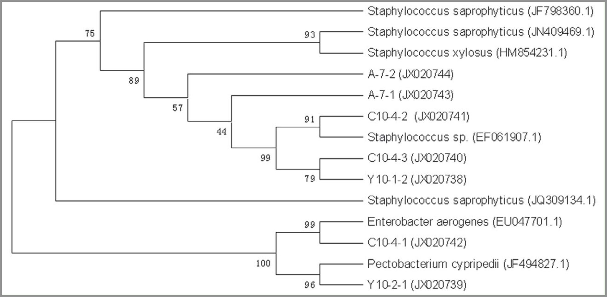 Analysis of Intestinal Bacterial Community Diversity of Adult Dastarcus ...