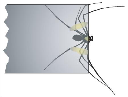 The mechanical characterization of the legs, fangs, and prosoma in