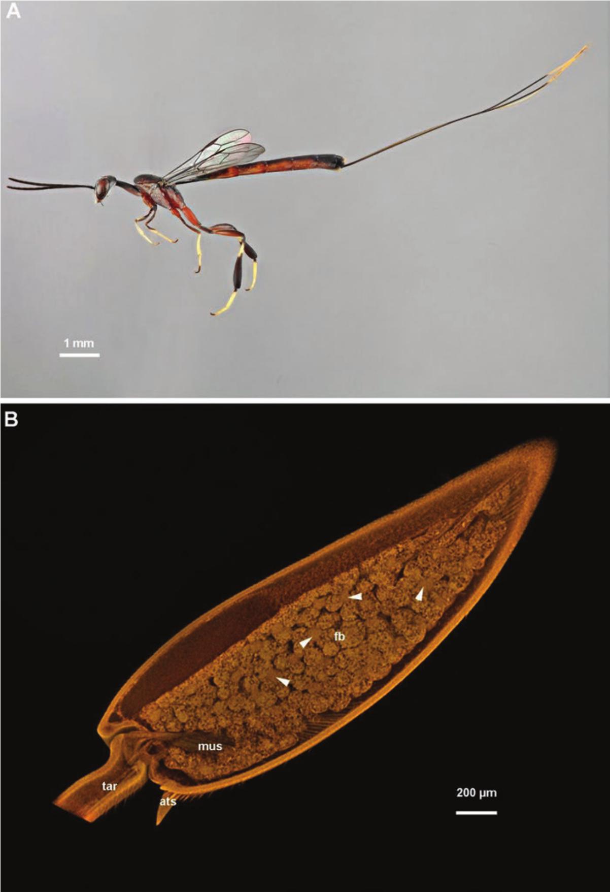 Bulletin. ed spur of the hind tibia rather short and broad