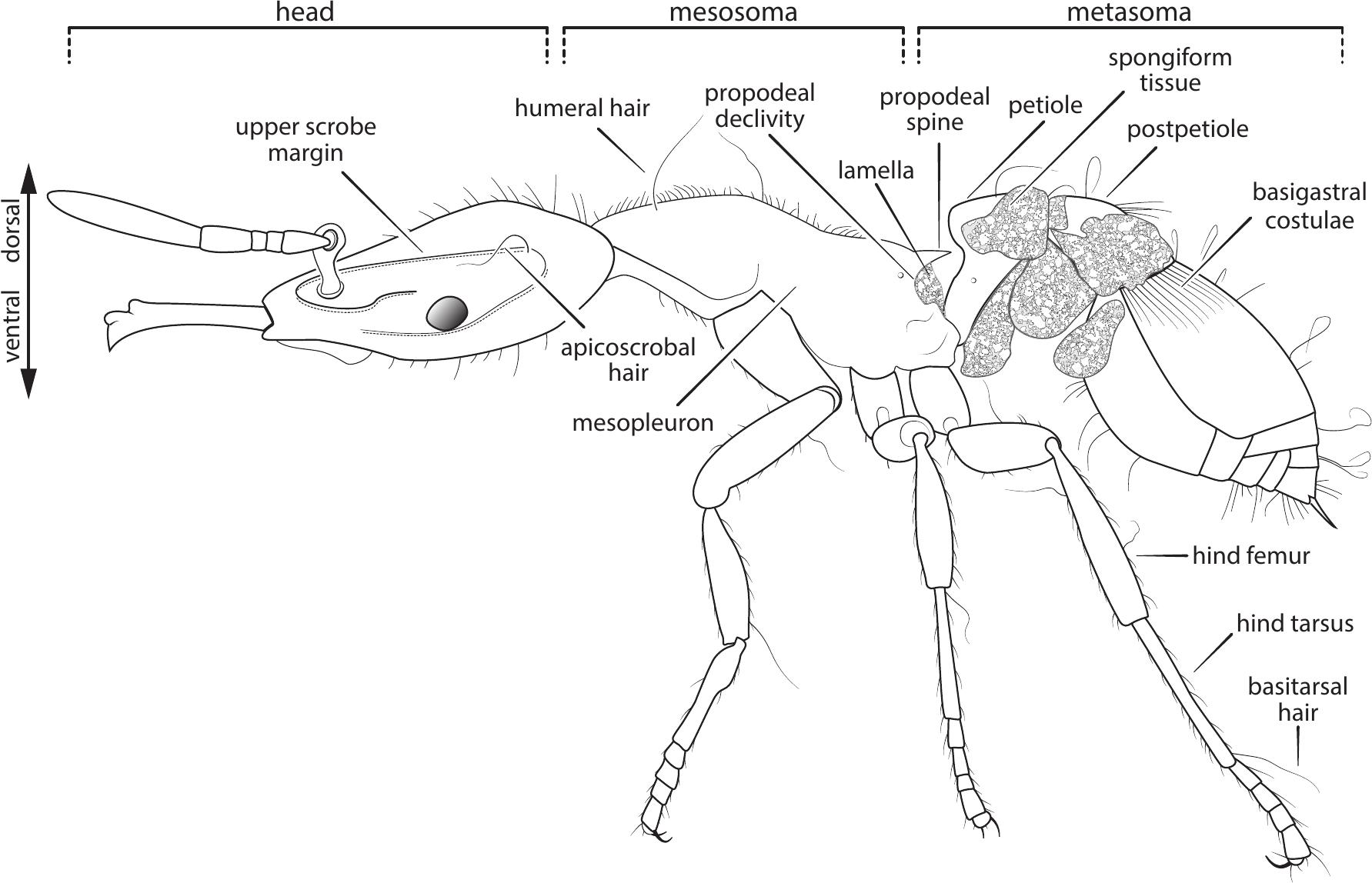 Ready Species One: Exploring the Use of Augmented Reality to Enhance ...