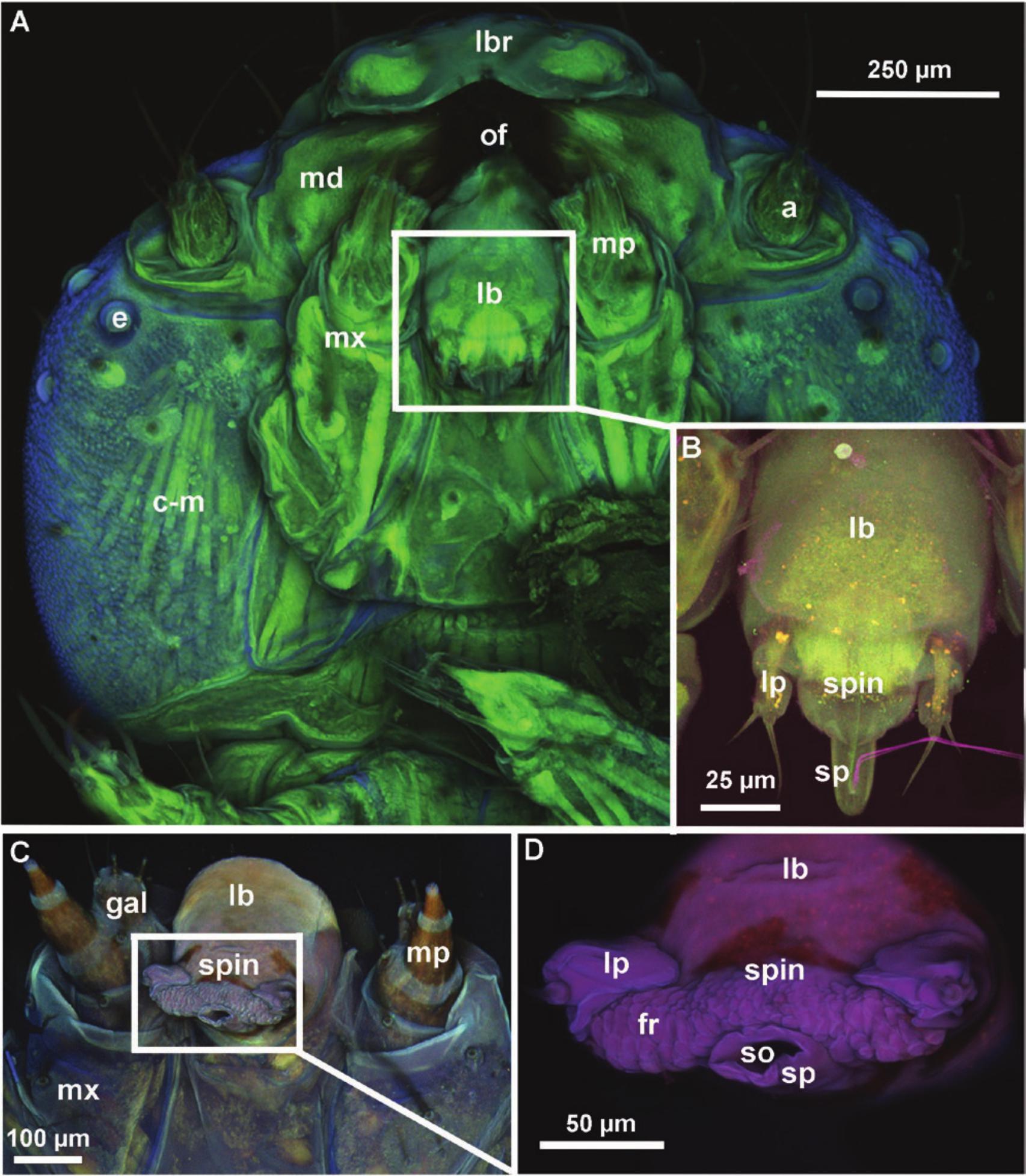 From Spinning Silk to Spreading Saliva: Mouthpart Remodeling in Manduca ...