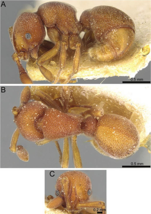 Generic revision of the ant subfamily Dorylinae (Hymenoptera