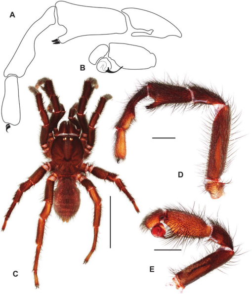 Super-size trapdoor spider discovered in Australia