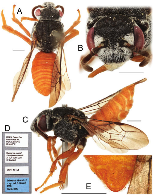 Species of Neolarrini, New the Schwarzia of Three and With (Hymenoptera: and Apidae) Reevaluation Biastini, Description Phylogenomic Townsendiellini Tribes Morphological Bee of