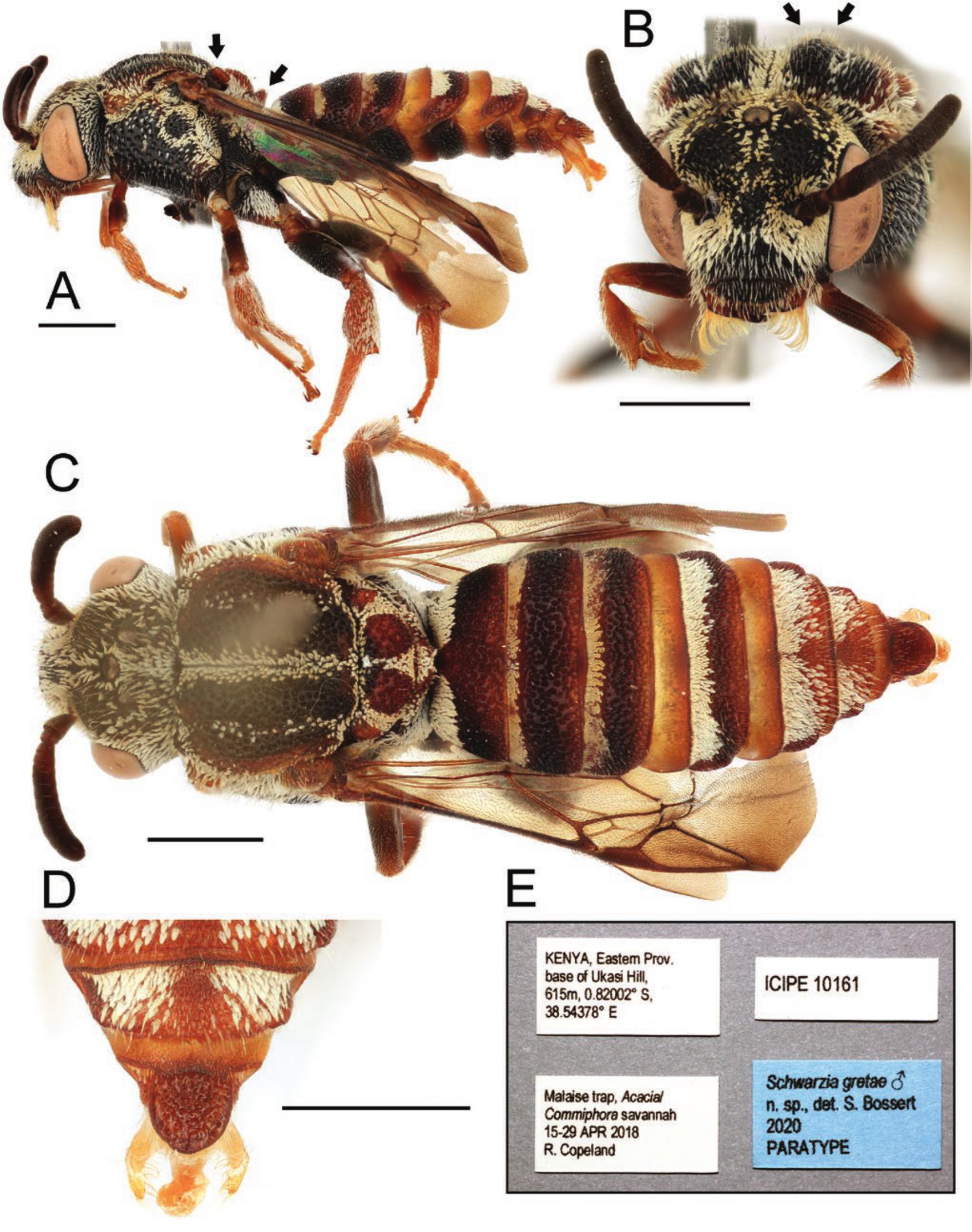 Phylogenomic and Morphological Reevaluation of the Bee Tribes Biastini,  Neolarrini, and Townsendiellini (Hymenoptera: Apidae) With Description of  Three New Species of Schwarzia