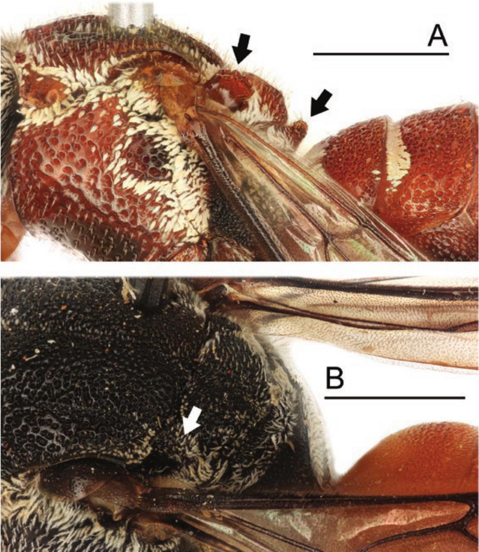 Phylogenomic and Morphological Reevaluation of the Bee Tribes Biastini,  Neolarrini, and Townsendiellini (Hymenoptera: Apidae) With Description of  Three New Species of Schwarzia
