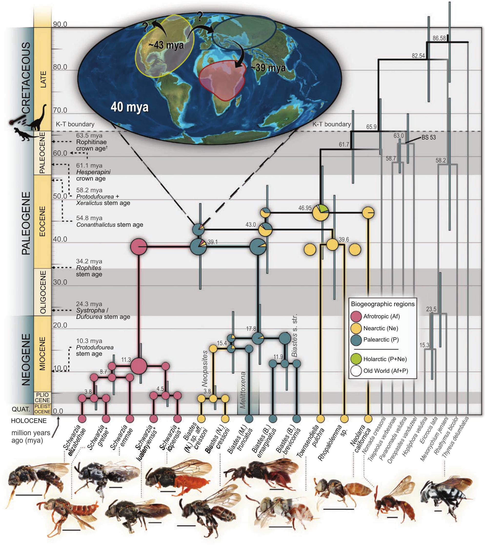 and of Townsendiellini New (Hymenoptera: With Species Three Apidae) Bee the Morphological Biastini, of of and Schwarzia Phylogenomic Tribes Description Reevaluation Neolarrini,