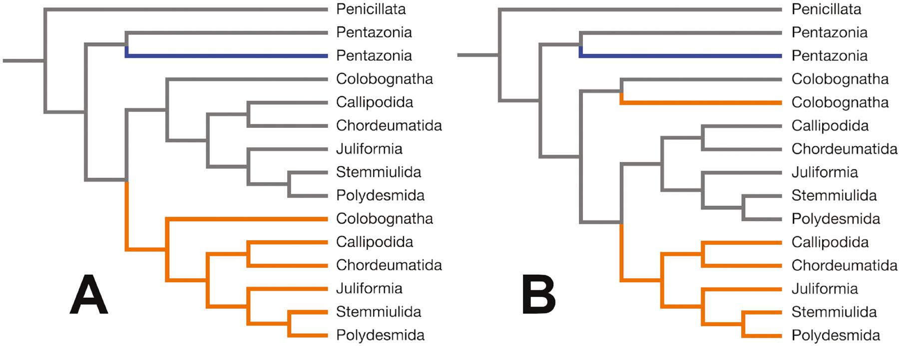 Skeletomuscular Atlas and Deep Homology of a Metamorphosing Genitalic ...