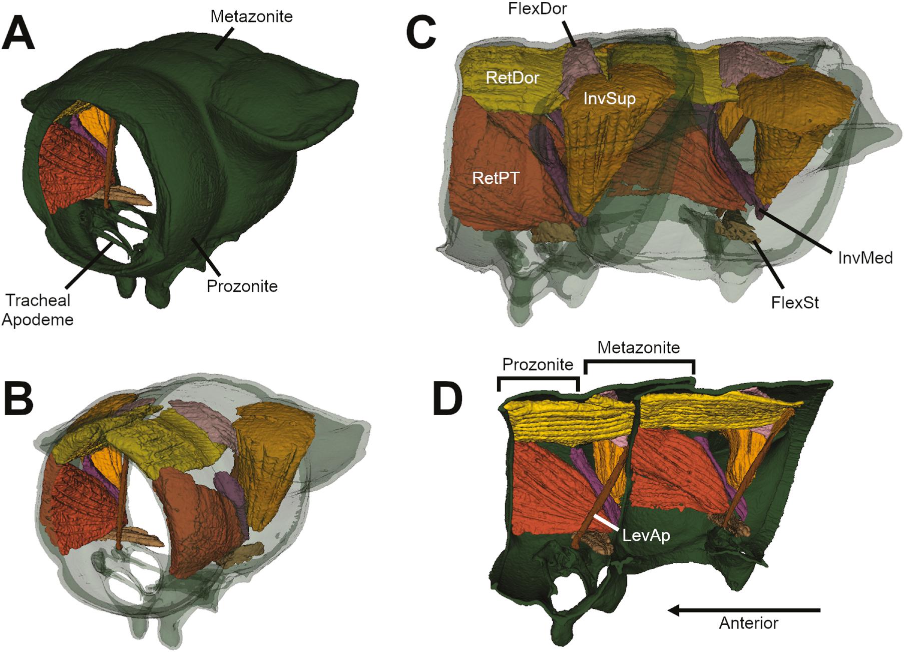 Skeletomuscular Atlas and Deep Homology of a Metamorphosing Genitalic ...