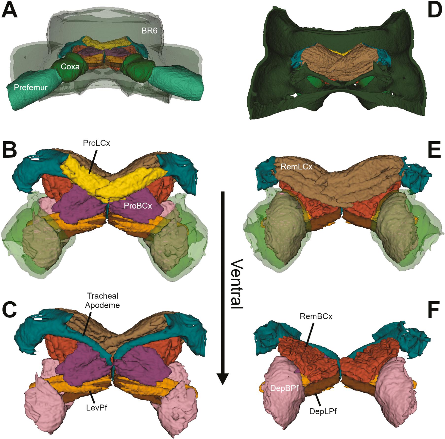 Skeletomuscular Atlas and Deep Homology of a Metamorphosing Genitalic ...
