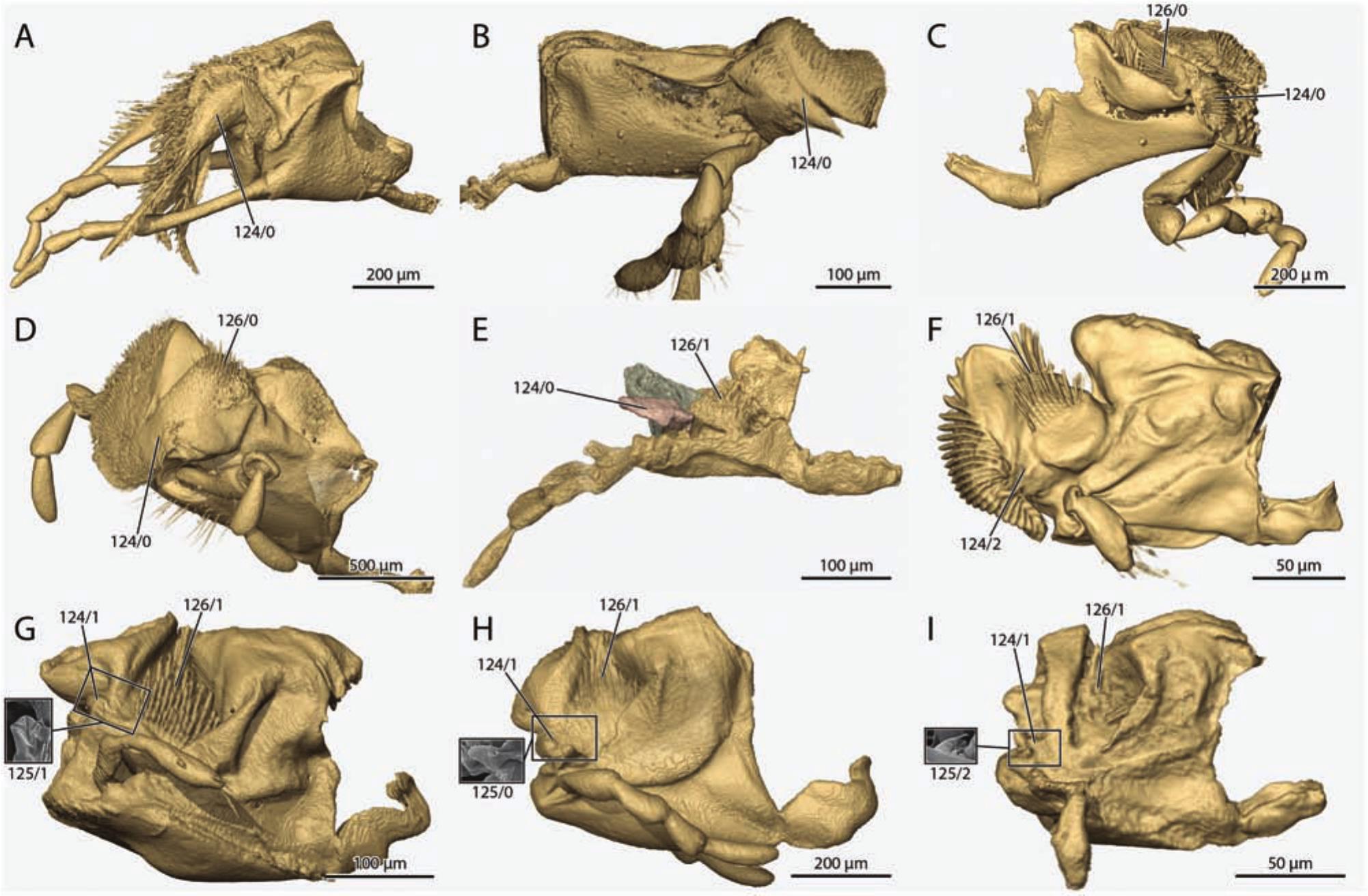 The First Reconstruction of the Head Anatomy of a Cretaceous Insect ...