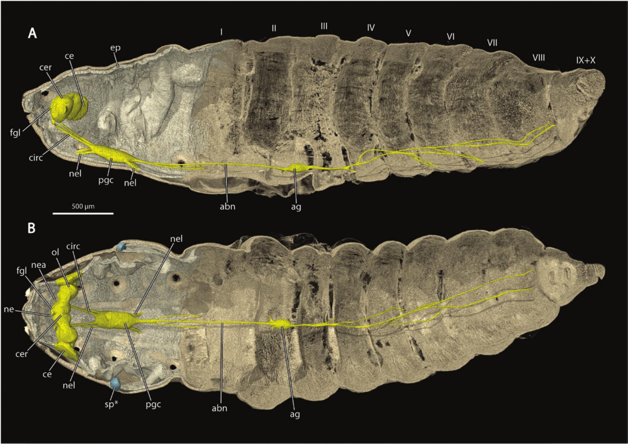 Stenochironomus roquei n. sp., larva. A, antenna, B, labrum, C