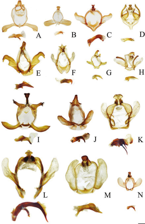 Phylogenetic systematics, diversification, and biogeography of