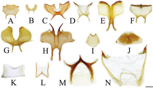 Phylogenetic systematics, diversification, and biogeography of