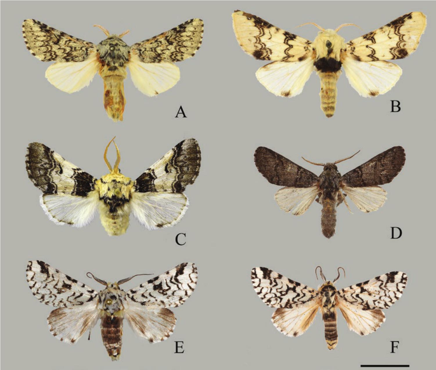 Unveiling the enigmatic world of moths: from ancient pollinators