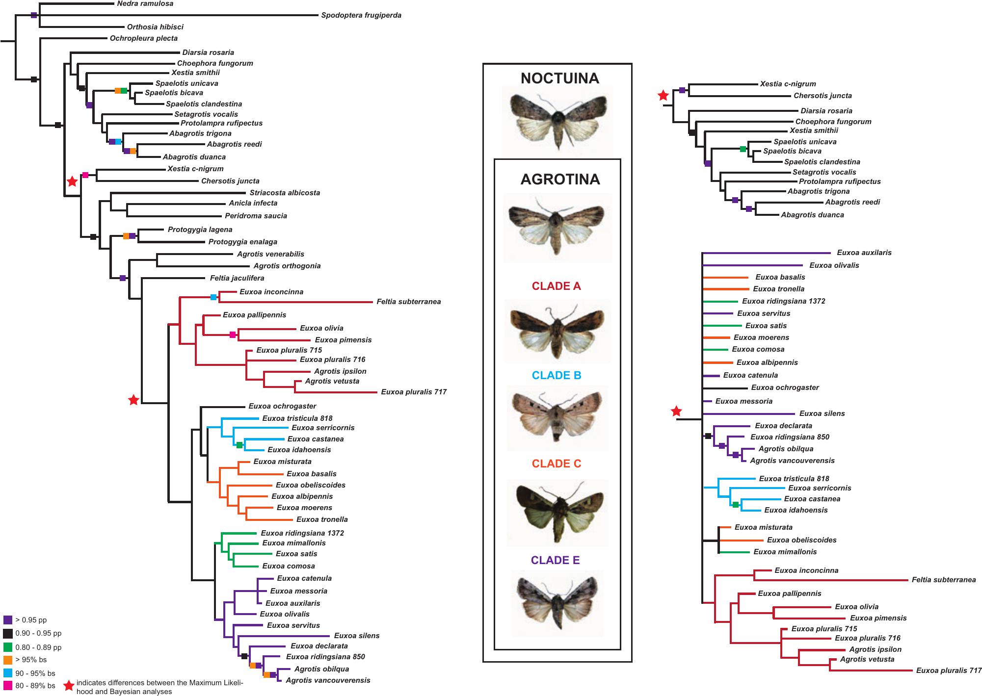 PDF) Phylogenomics resolves major relationships and reveals significant  diversification rate shifts in the evolution of silk moths and relatives