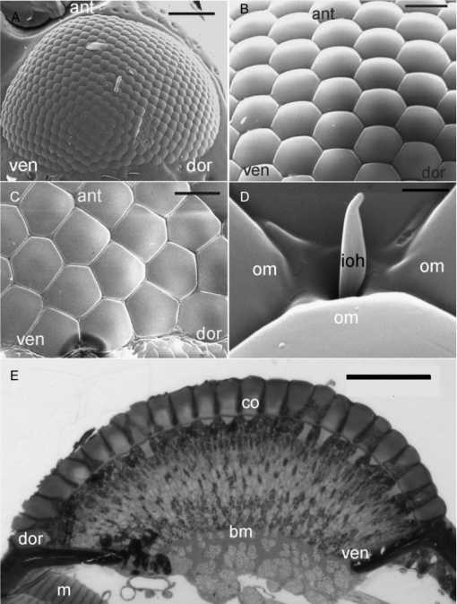 Fine structure of the compound eye of the fungus beetle Neotriplax ...