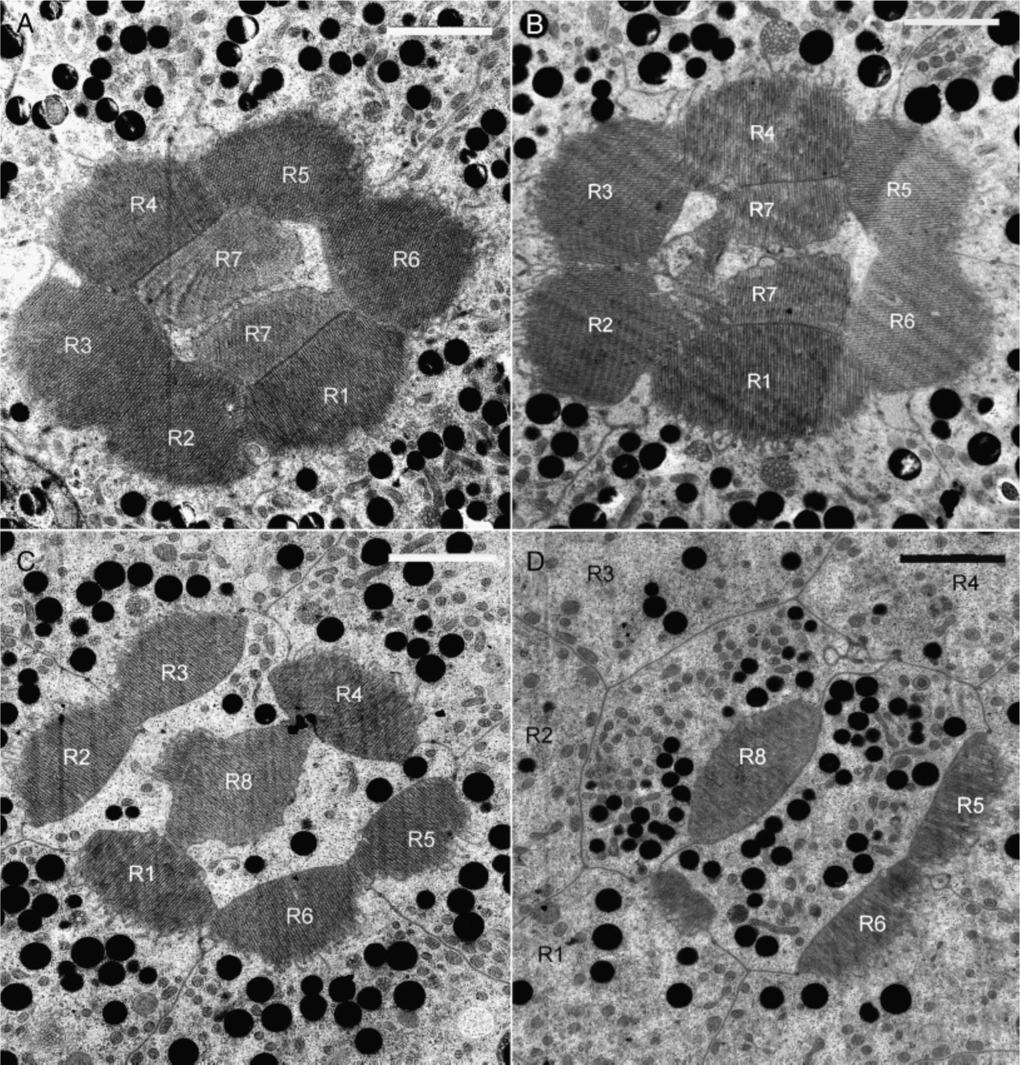 Fine structure of the compound eye of the fungus beetle Neotriplax ...
