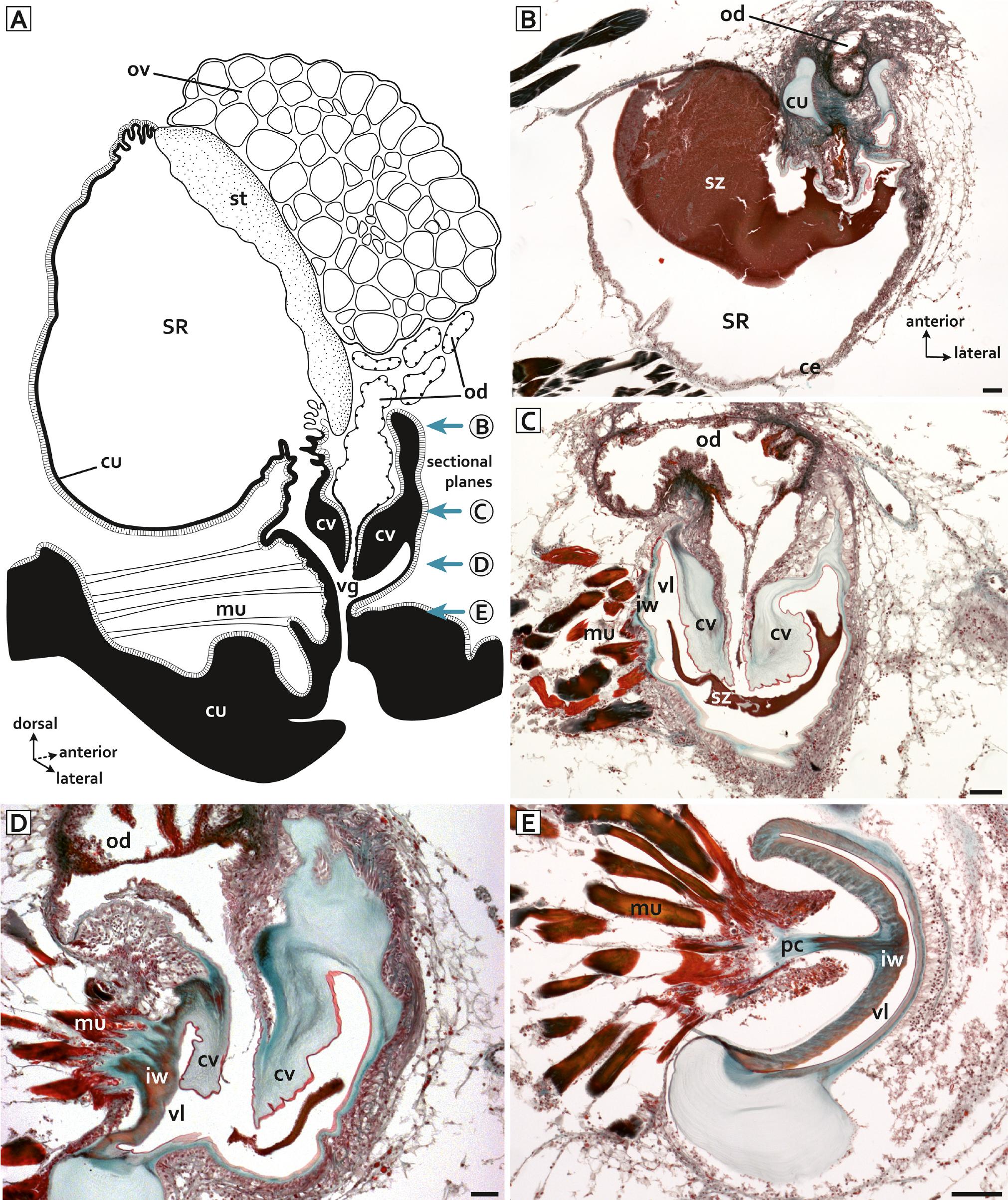 Seminal Graphics Morphology of the female reproductive system of three dorippid crabs ...