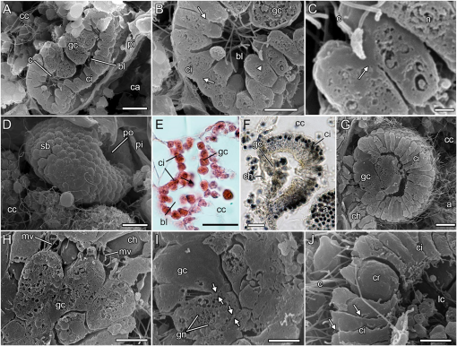 Oogenesis and embryogenesis in a cryptogenic species of calcareous ...