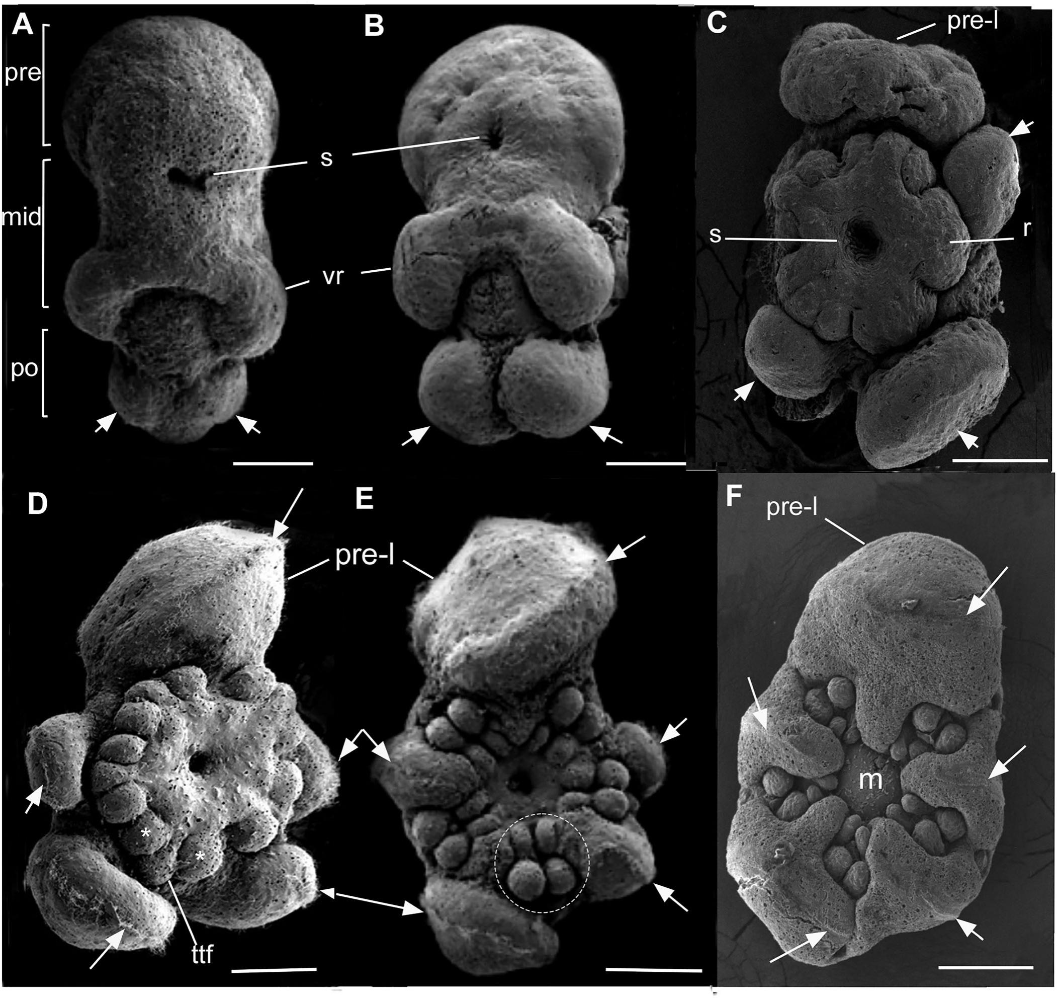 Ventral Ridging Evo-devo in the ophiuroid family Ophiocomidae