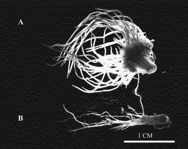 IN VITRO ROOT INDUCTION IN WEEDY AMARANTHUS SPECIES TO OBTAIN MITOTIC ...