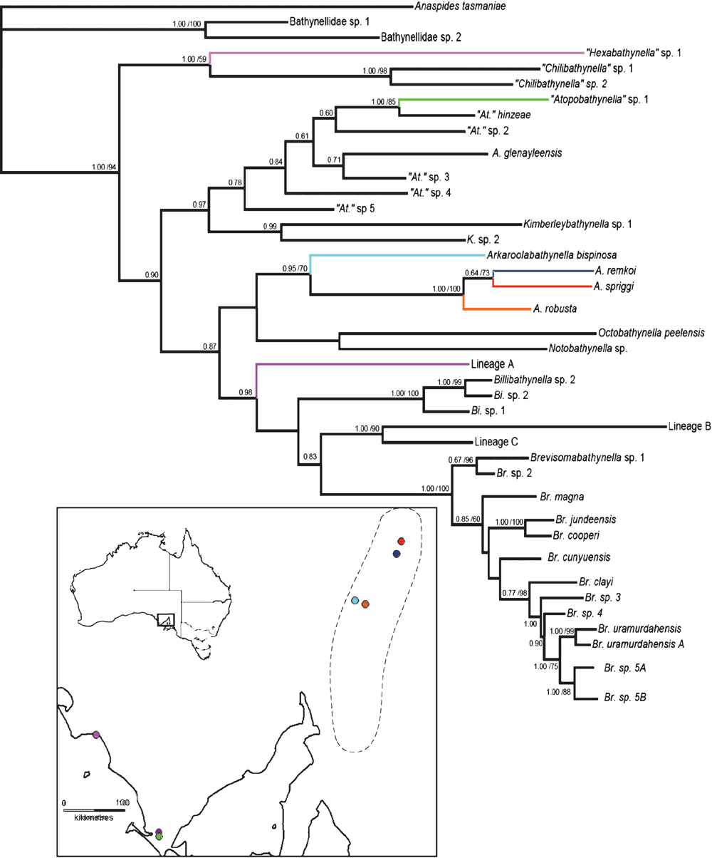 Molecular phylogenetic, morphological and biogeographic evidence for a ...