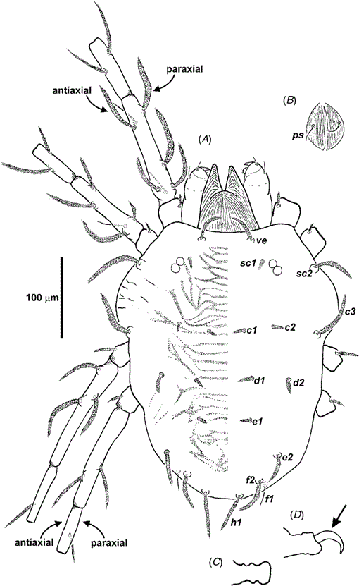 Phylogeny and taxonomic revision of the spider mite genera Aponychus ...