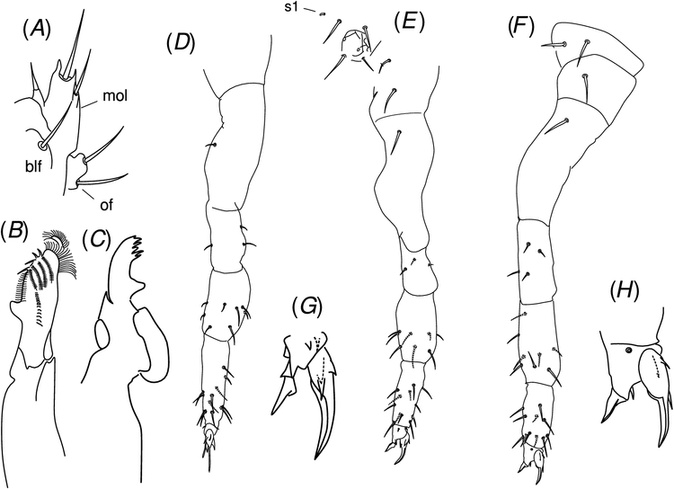 Morphological and molecular insights on Megalothorax: the largest ...