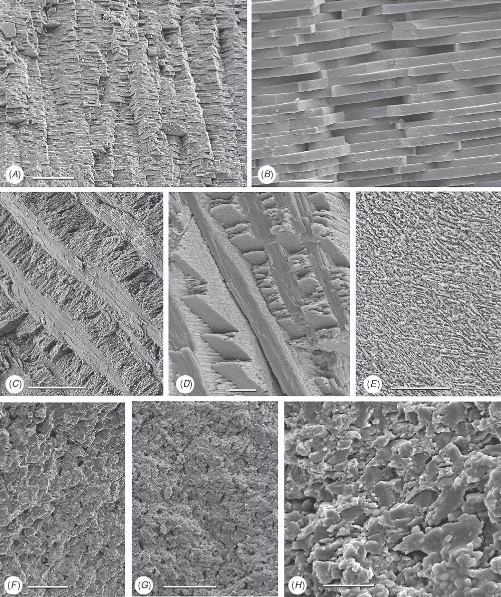 Investigating The Bivalve Tree Of Life An Exemplar Based Approach Combining Molecular And Novel Morphological Characters