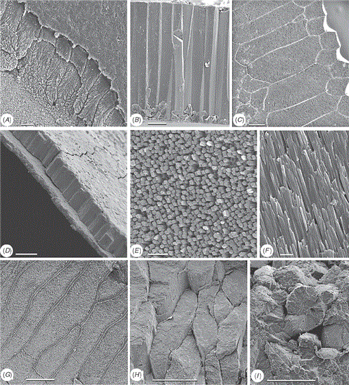 Investigating The Bivalve Tree Of Life An Exemplar Based Approach Combining Molecular And Novel Morphological Characters