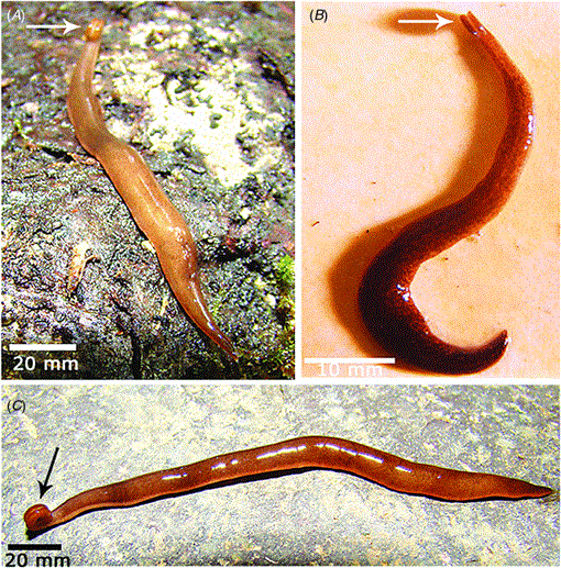 Two new species of Neotropical land flatworms (Platyhelminthes