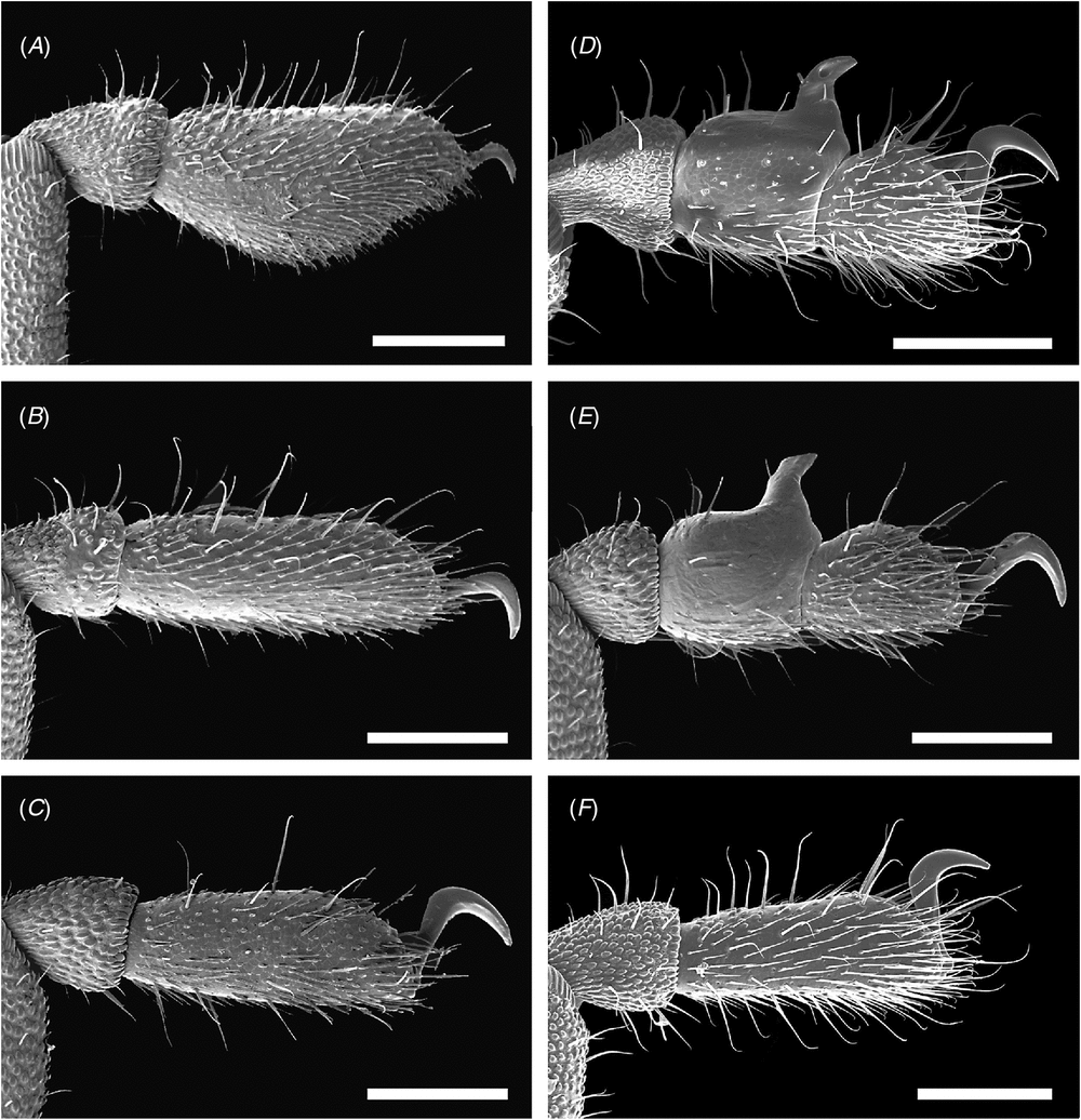 Phylogeny and biogeography of the mite harvestmen (Arachnida ...