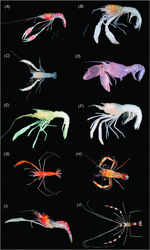 Phylogeny of Stenopodidea (Crustacea : Decapoda) shrimps inferred from  nuclear and mitochondrial genes reveals non-monophyly of the families  Spongicolidae and Stenopididae and most of their composite genera