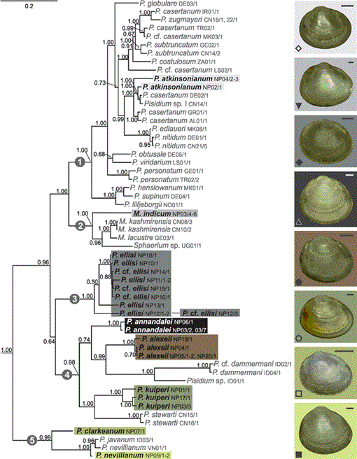 Exploring high-mountain limnic faunas: discovery of a novel endemic ...