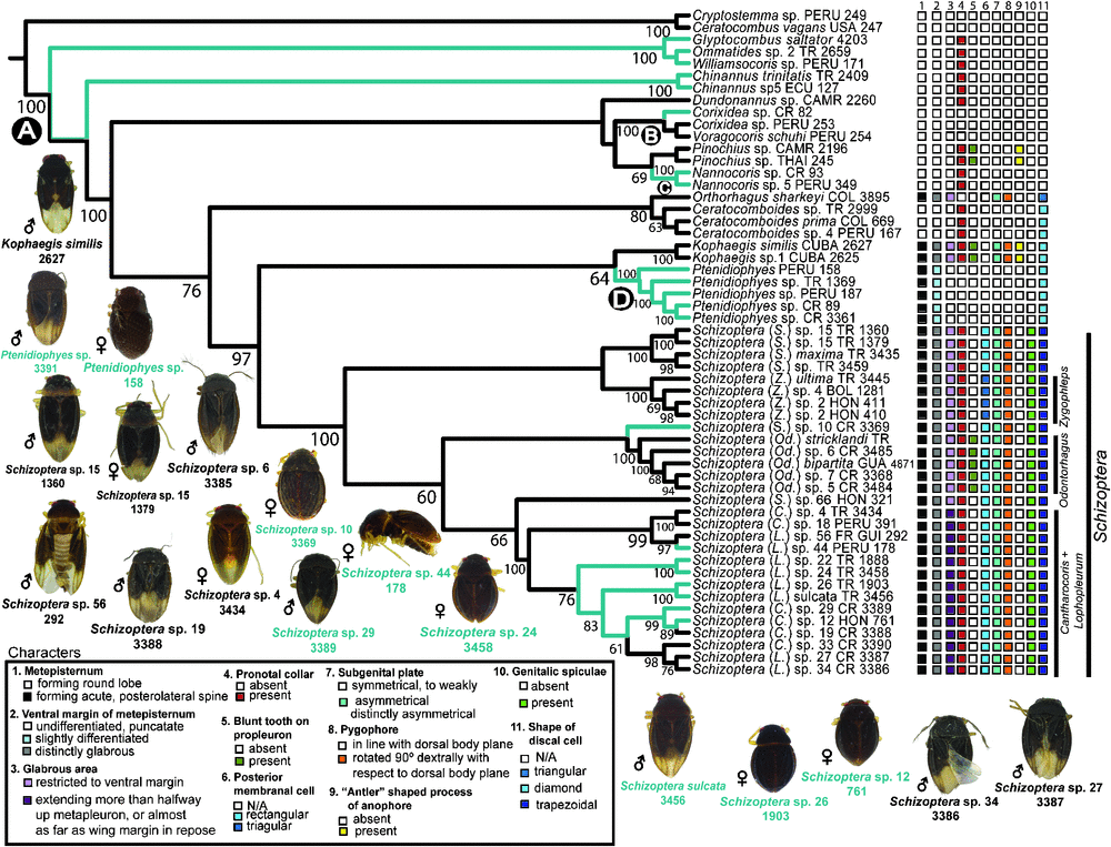 Molecular phylogeny informs generic and subgeneric concepts in the ...