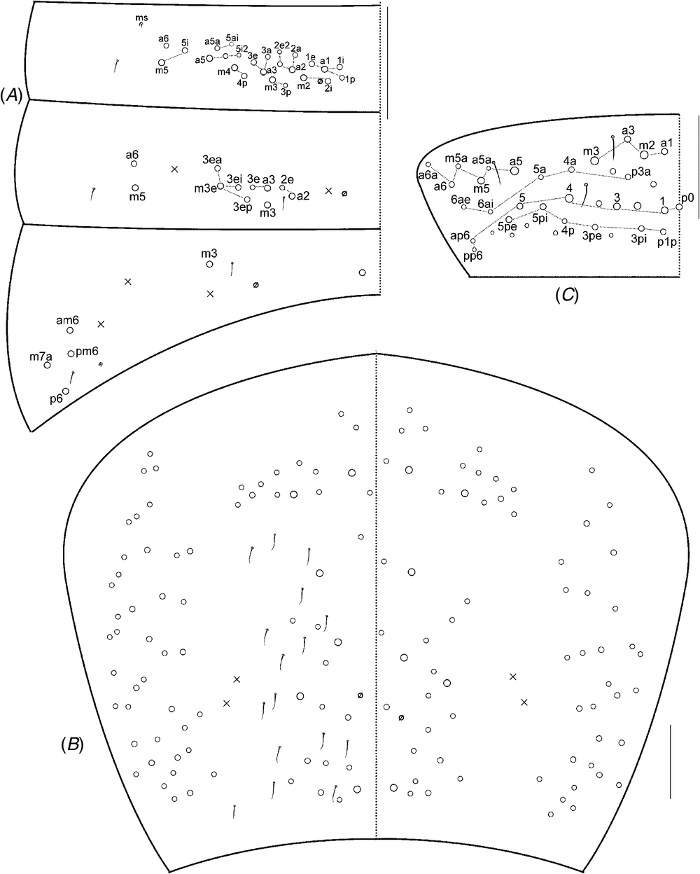 New Australian Paronellidae (Collembola) reveal anomalies in existing ...